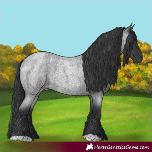 Horse Color:Blue Roan 