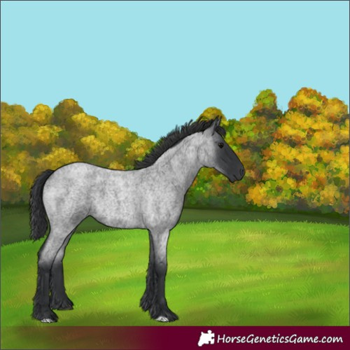 Horse Color:Blue Roan