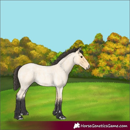 Horse Color:Buckskin Roan