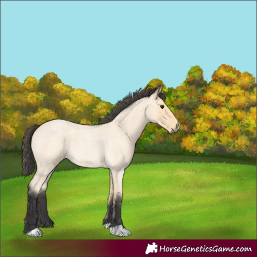 Horse Color:Buckskin Roan