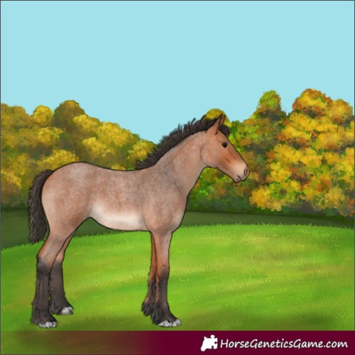 Horse Color:Bay Roan