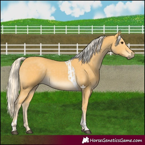 Horse Color:Palomino  and Palomino Tobiano 