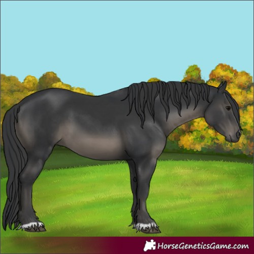 Horse Color:Black and Black