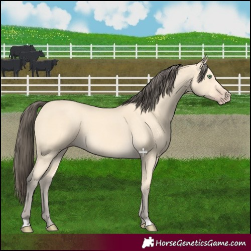 Horse Color:Amber Cream Champagne