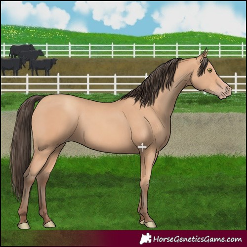 Horse Color:Amber Champagne 