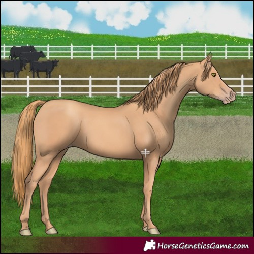 Horse Color:Gold Champagne