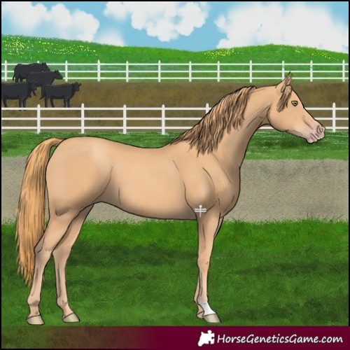 Horse Color:Gold Champagne 