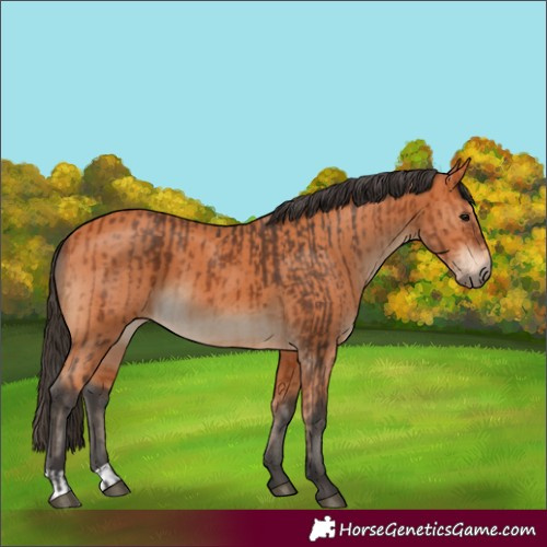 Horse Color:Bay  and Bay 
