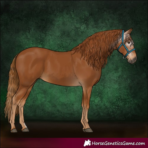 Horse Color:Gray Chestnut