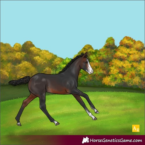 Horse Color:Brown Sabino 