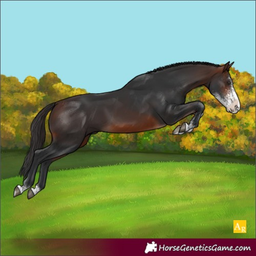 Horse Color:Brown Sabino 