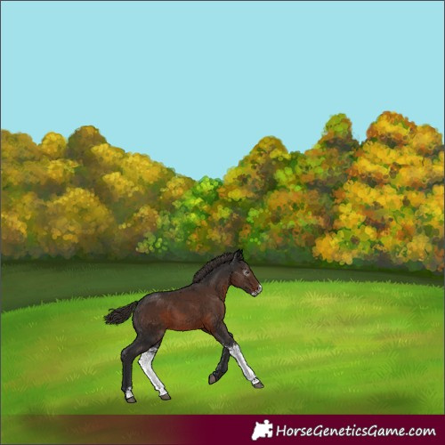 Horse Color:Gray Liver Chestnut Sabino 