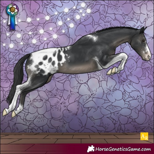 Horse Color:Black Tobiano Appaloosa 