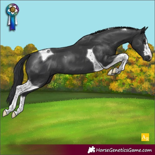 Horse Color:Black Tobiano 