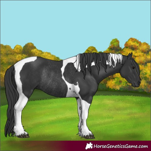 Horse Color:Black Tobiano Rabicano 