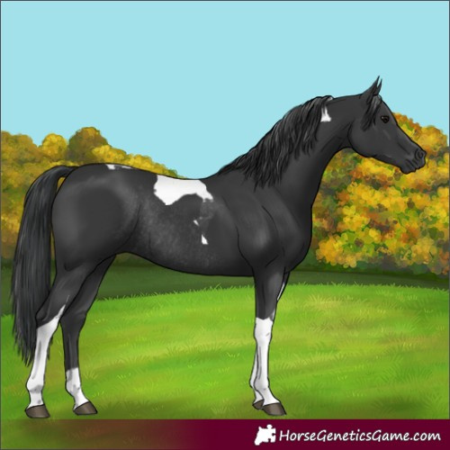 Horse Color:Black Tobiano Rabicano
