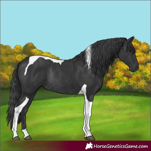 Horse Color:Black Tobiano Rabicano