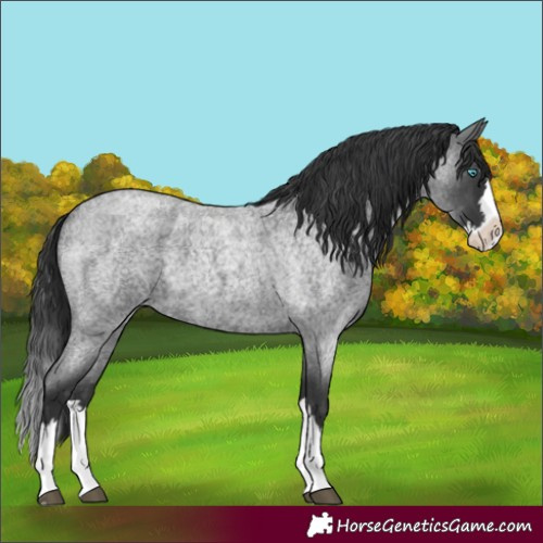 Horse Color:Blue Roan Splash