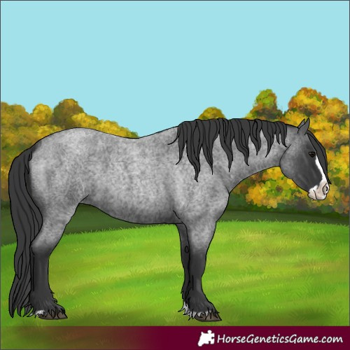 Horse Color:Blue Roan Splash 