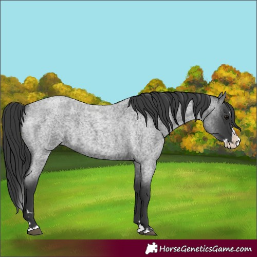 Horse Color:Blue Roan Splash 