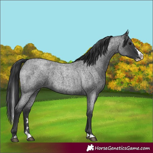 Horse Color:Blue Roan Splash