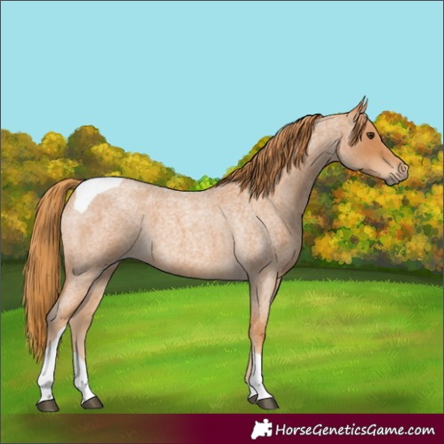 Horse Color:Red Roan Tobiano