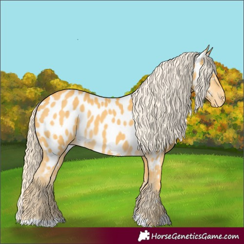 Horse Color:Palomino Appaloosa 
