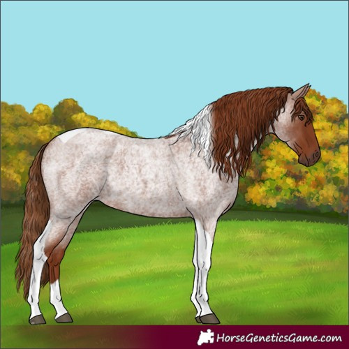 Horse Color:Red Roan Tobiano 