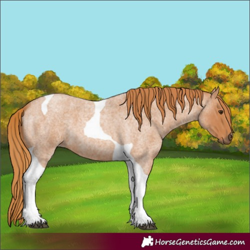 Horse Color:Red Roan Tobiano 
