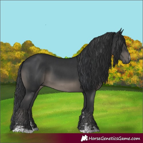 Horse Color:Black and Black