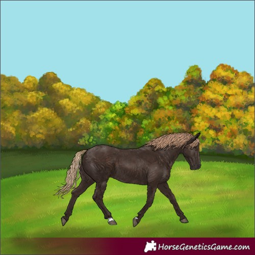 Horse Color:Liver Chestnut 