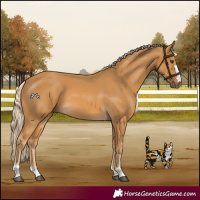 Horse Color:Palomino 