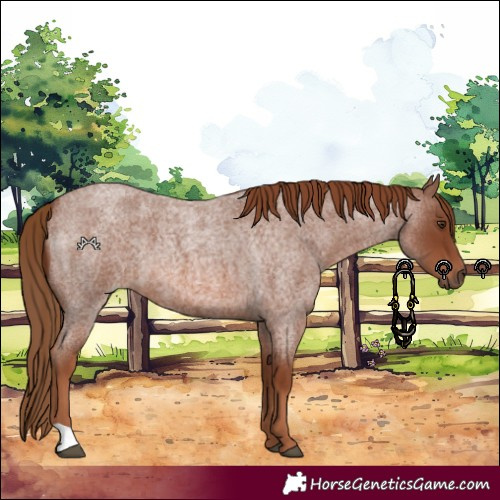 Horse Color:Red Roan 