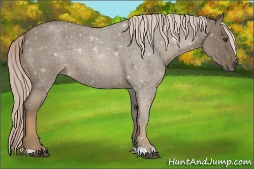 Horse Color:Chocolate Palomino Roan 