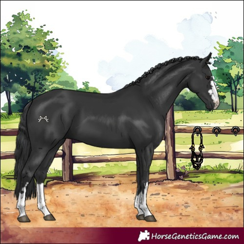 Horse Color:Black 