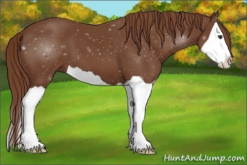 Horse Color:Chestnut Splash 