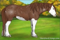 Horse Color:Chestnut Splash 