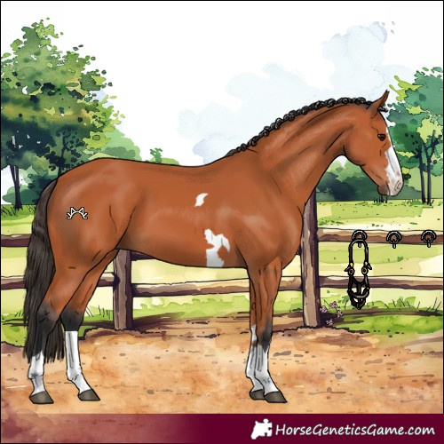Horse Color:Bay 