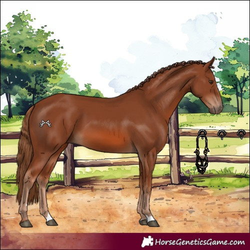 Horse Color:Chestnut 