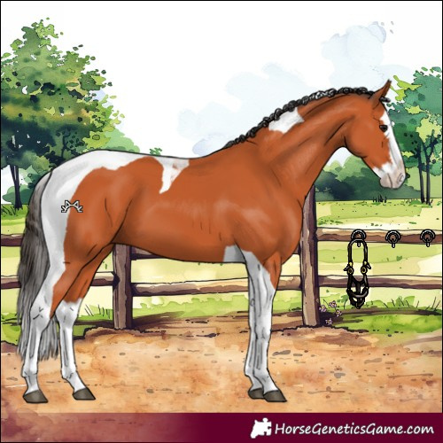 Horse Color:Bay Splash Tobiano