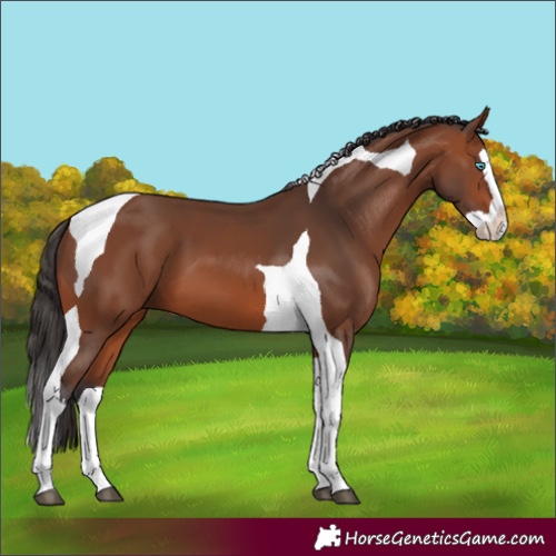 Horse Color:Bay Splash Tobiano 