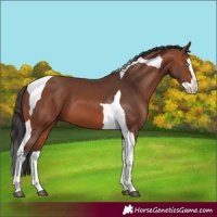 Horse Color:Bay Splash Tobiano