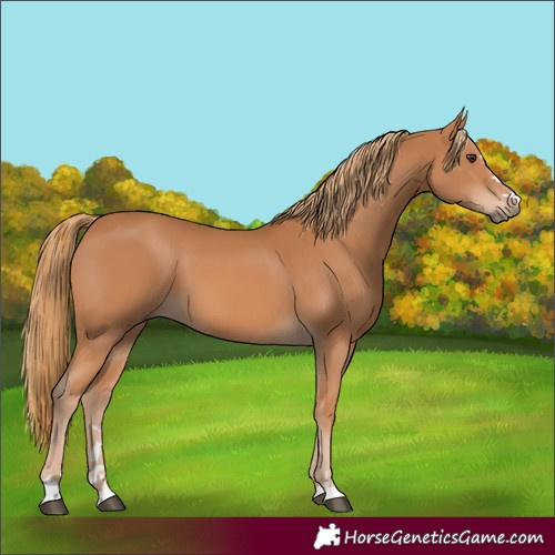 Horse Color:Chestnut 