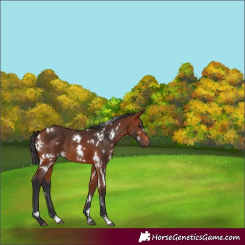Horse Color:White Spotted Bay 