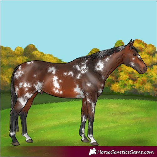 Horse Color:White Spotted Bay