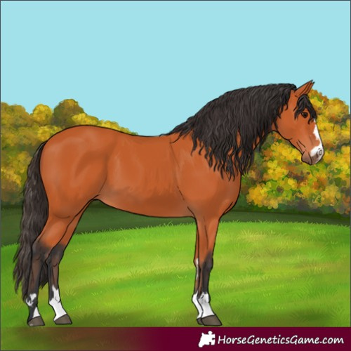 Horse Color:Unknown 