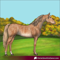 Horse Color:Chestnut and Red Dun