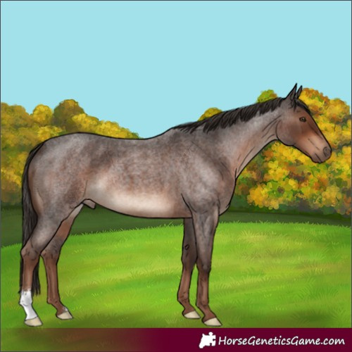 Horse Color:Liver Red Roan 