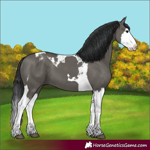 Horse Color:Grullo Splash Tobiano 
