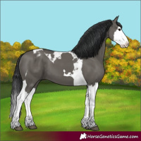 Horse Color:Grullo Splash Tobiano